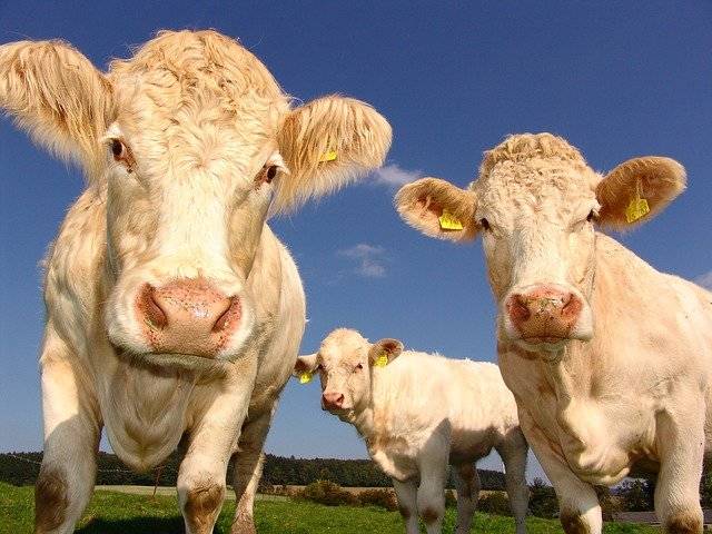 养小牛犊要注意什么 怎么给小牛犊喂食喂水